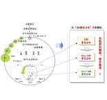 阿米巴经营推行